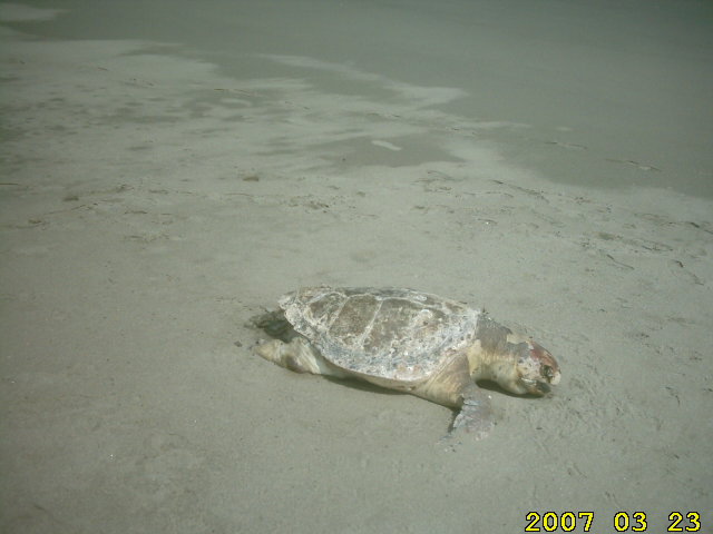 sea-turtle-asahigaoka-totoro-beach-by-ahner-eikaiwa-productions-howard-march-23-2007-nobeoka-1.jpg