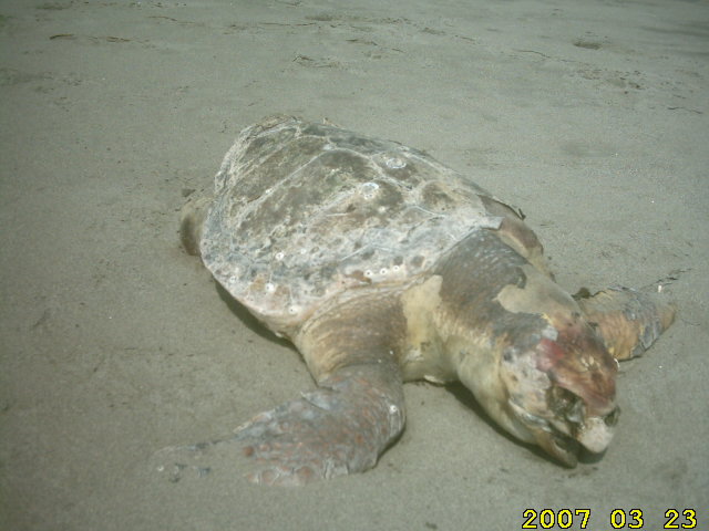 sea-turtle-asahigaoka-totoro-beach-by-ahner-eikaiwa-productions-howard-march-23-2007-nobeoka-2.jpg