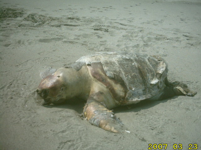 sea-turtle-asahigaoka-totoro-beach-by-ahner-eikaiwa-productions-howard-march-23-2007-nobeoka-3.jpg