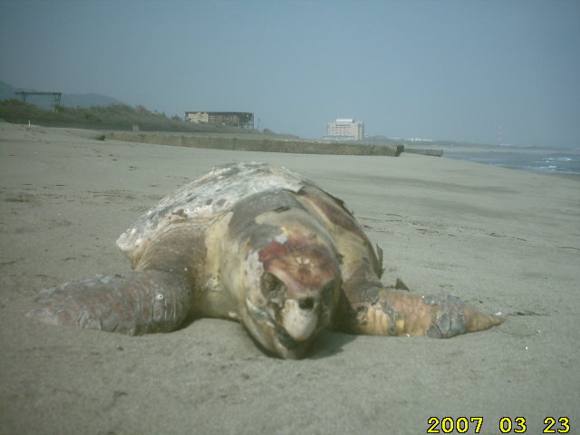 sea-turtle-asahigaoka-totoro-beach-by-ahner-eikaiwa-productions-howard-march-23-2007-nobeoka-5.jpg