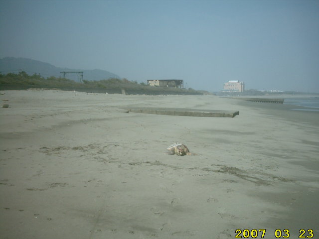 sea-turtle-asahigaoka-totoro-beach-by-ahner-eikaiwa-productions-howard-march-23-2007-nobeoka-6.jpg